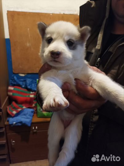 Щенки в добрые руки и ответственные руки