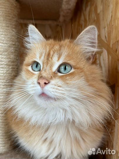 Рыжая кошка ищет дом