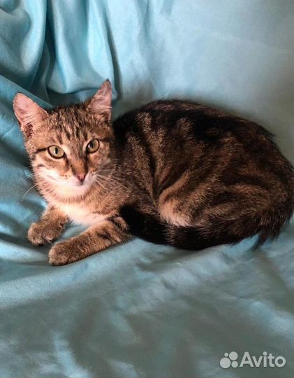 Молодая кошка окраса табби Маняша ищет дом