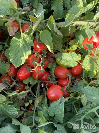 Помидоры