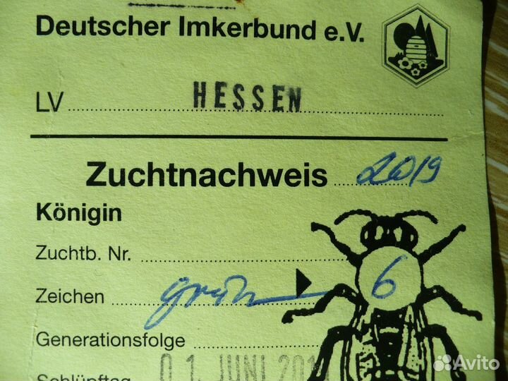 Пчелопакеты