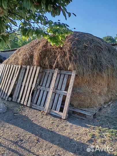 Сено люцерна