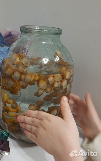 Аквариумные рыбки, улитки