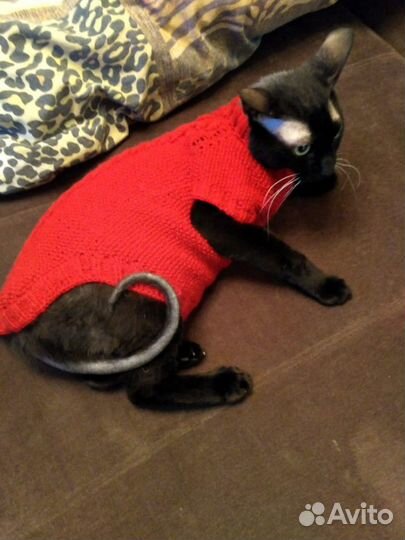 Одежда для домашних питомцев