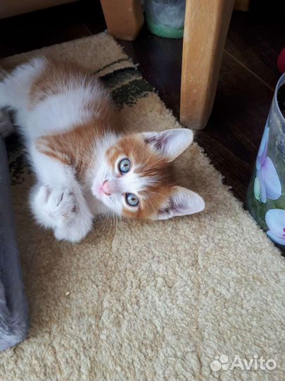 Кошка в дар бесплатно