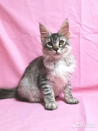 Котик мейн-кун
