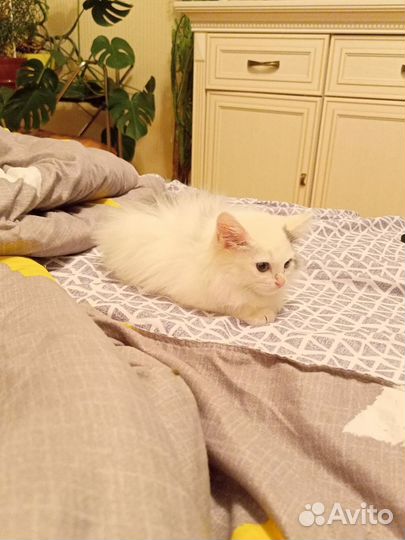 Котенок