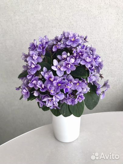 Фиалка сенполия