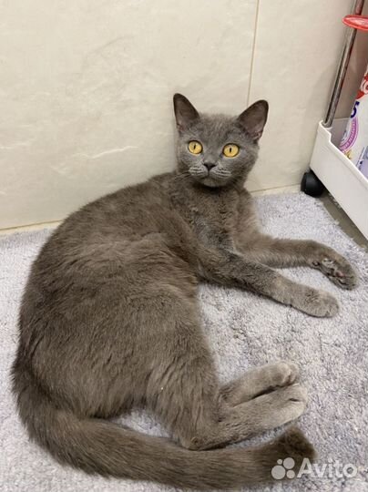 Русская голубая кошка в добрые руки