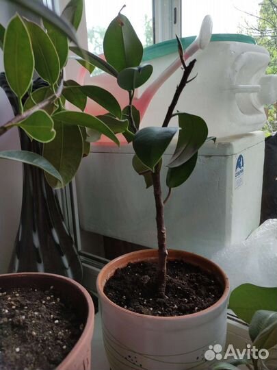 Фикус 1.1м пушистый