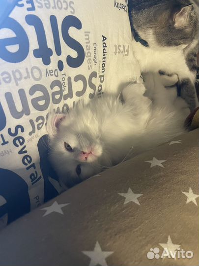 Передержка кошек