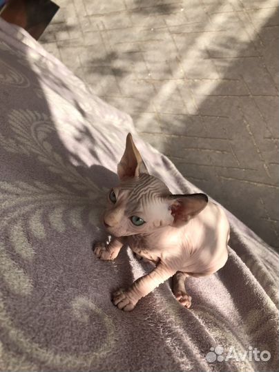 Канадский сфинкс котенок
