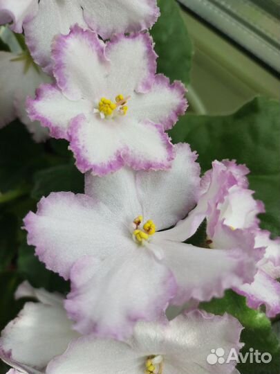 Узумбарская фиалка