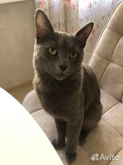 Отдам котика в добрые руки