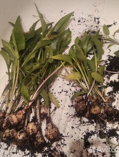 Спалафитум