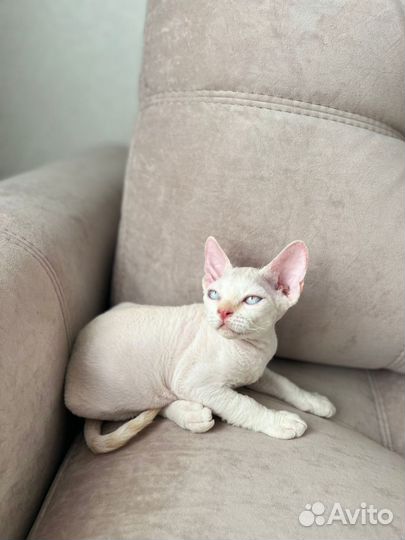 Котята девон-рекс