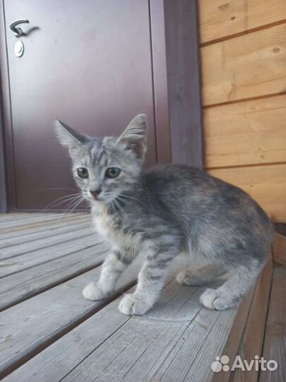 Кошечка и маленький котик