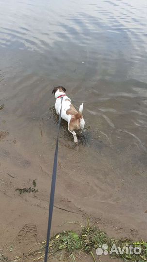 Пригляжу за вашим питомцем в ваше отсутствие