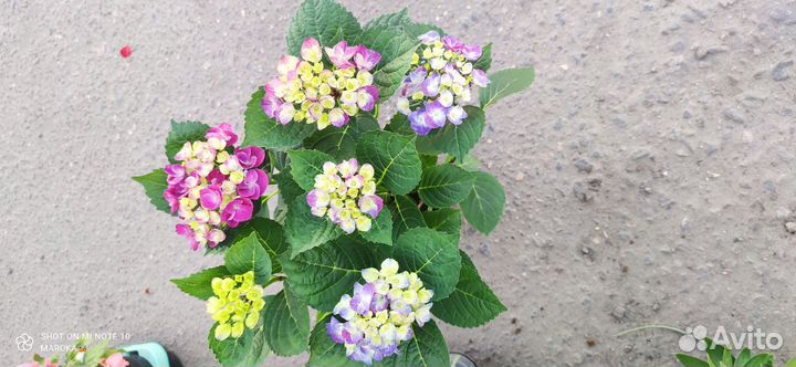 Гортензия крупнолистная в горшке