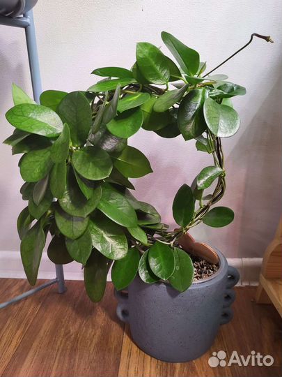 Хойя аустралис лиза