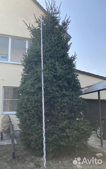 Ель крупномер корейская стриженная