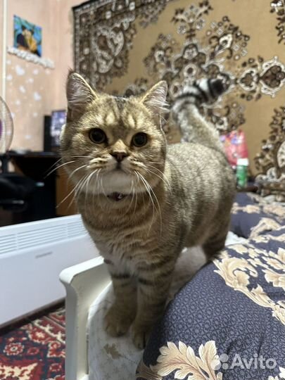 Золотая шиншилла вязка