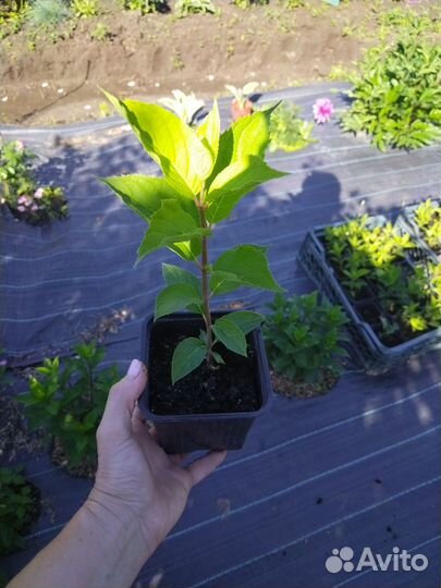 Гортензия метельчатая