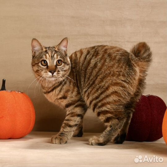 Короткошерстные котята из питомника WCF