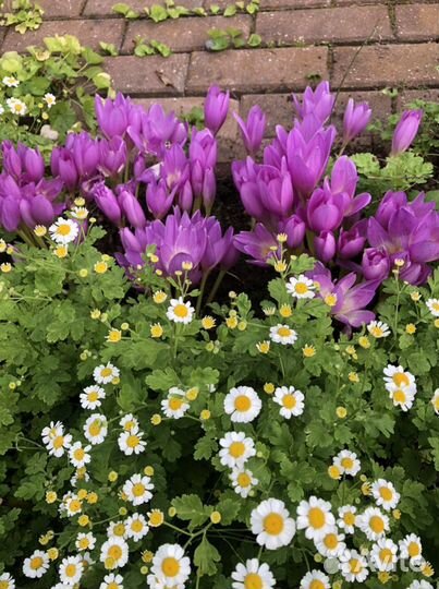 Крокусы и хризантемы