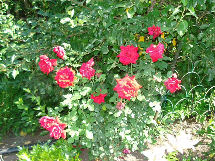 Дача 24 м² на участке 6 сот.