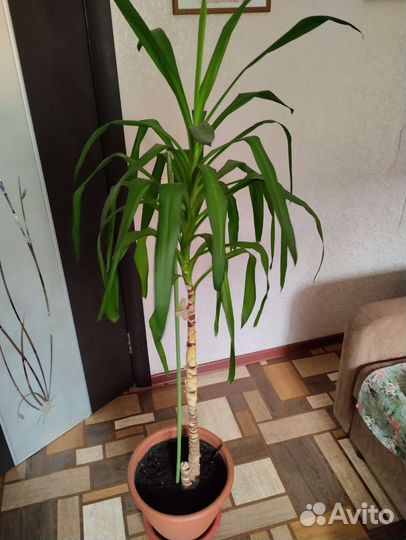 Комнатные растения