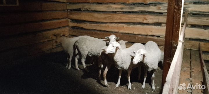 Продам 6 овец и 2 ягнят