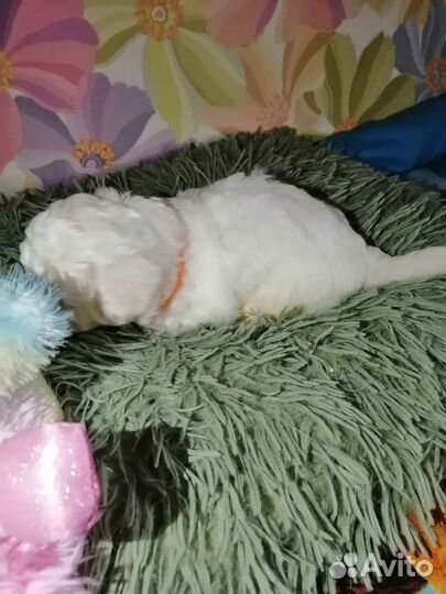 Щенок Мальтипу, примерная дата родов 28.10