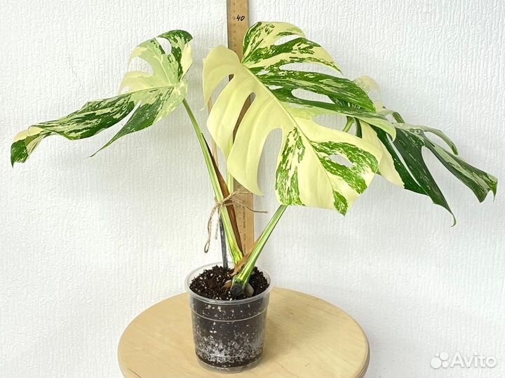 Монстера Вариегатная Альба