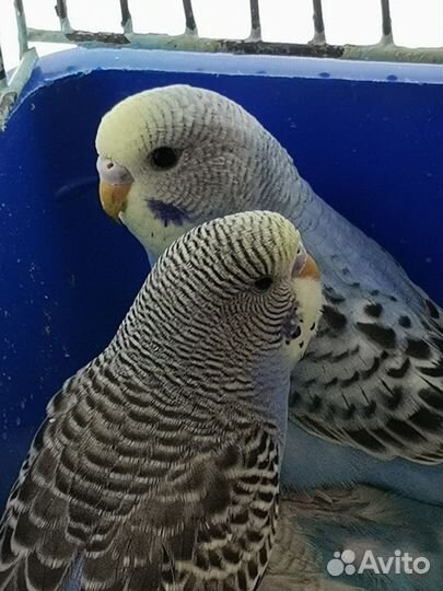 Молодые волнистые попугаи