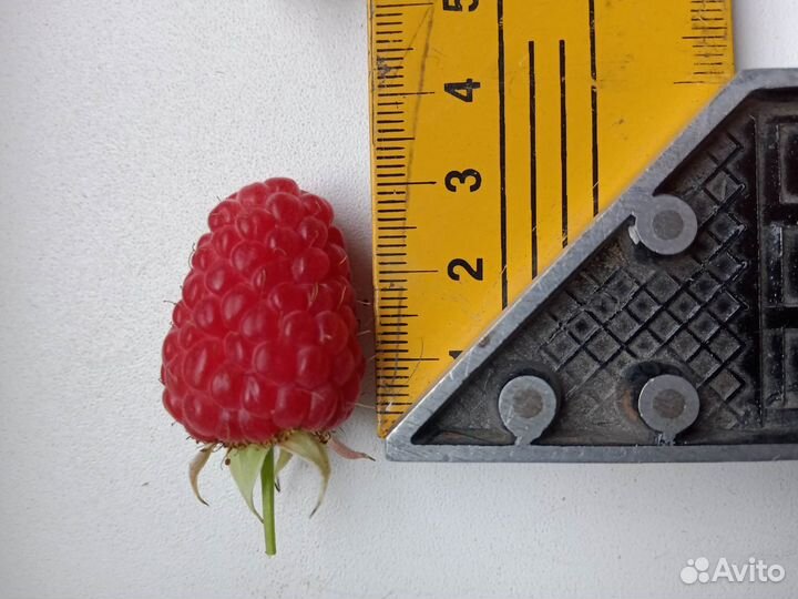 Малиновое дерево саженцы