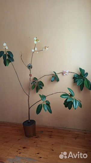 Фикус робуста