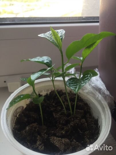 Маракуйя плодоносящая