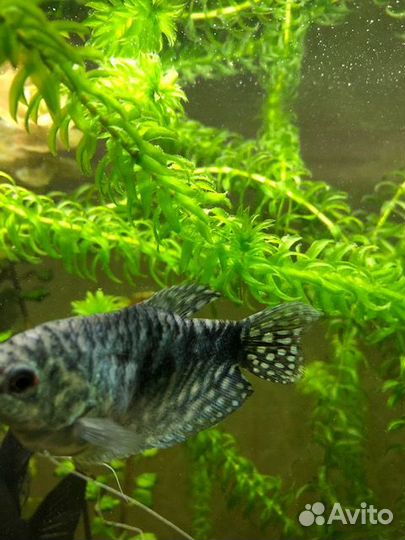 Отдам элодею после прополки
