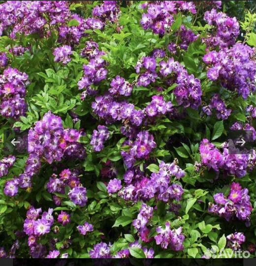 Роза плетистая Вайхенблау