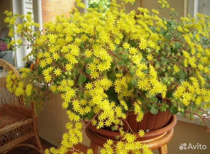 Аихризон дерево любви, Женское счастье