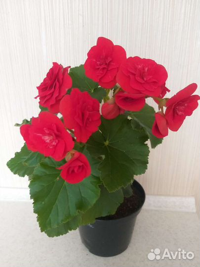 Бегония Элатиор