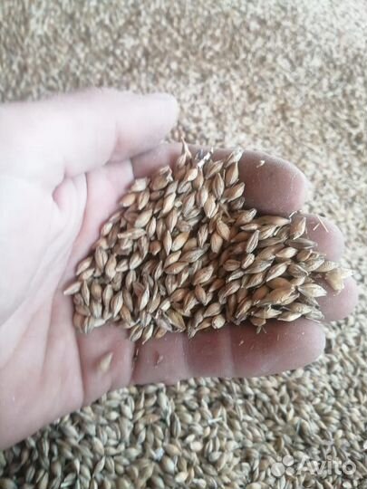 Овес, ячмень