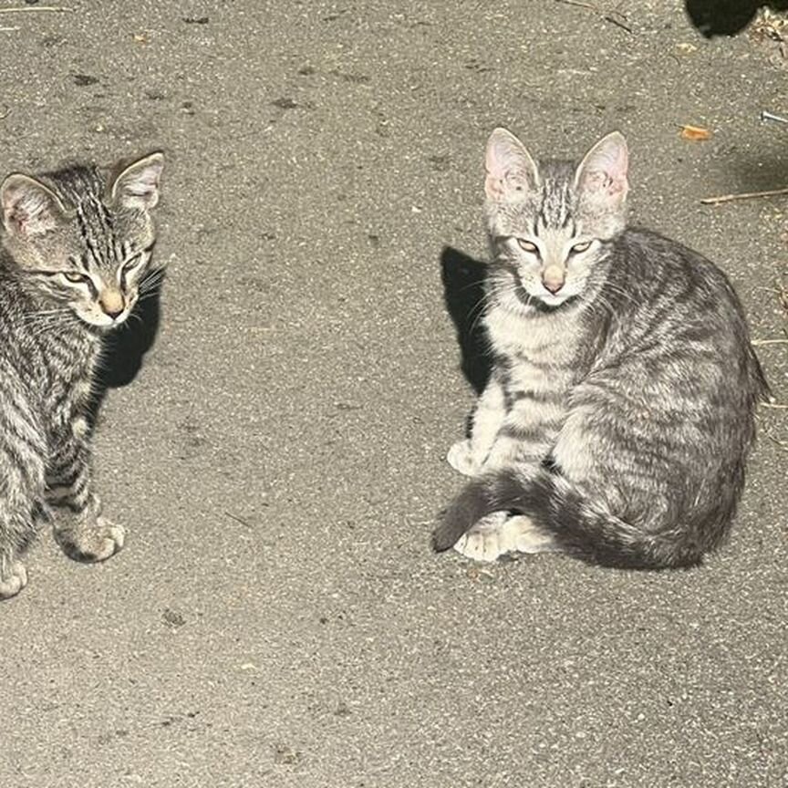 Котята в добрые руки мальчики