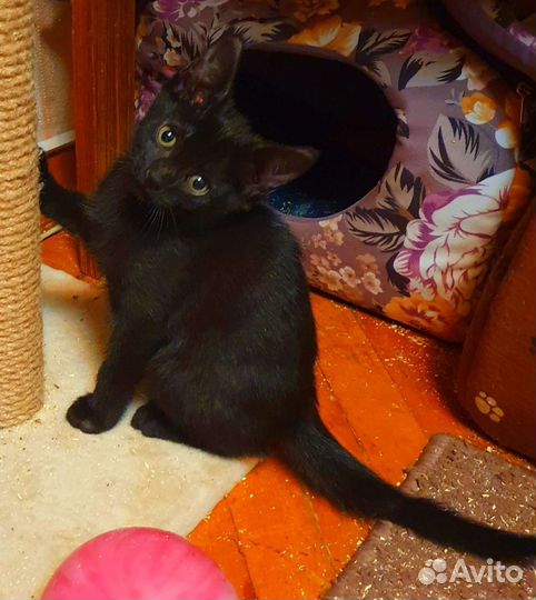 Котенок - мальчик