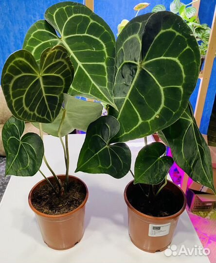 Антуриум кларинервиум