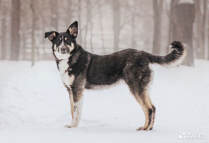 Пёс в добрые руки