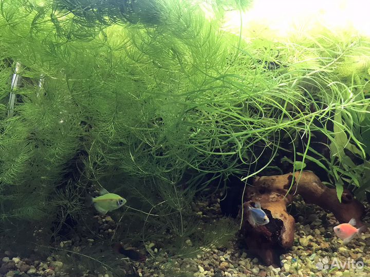 Аквариумные растения