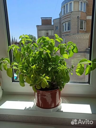 Мята комнатная