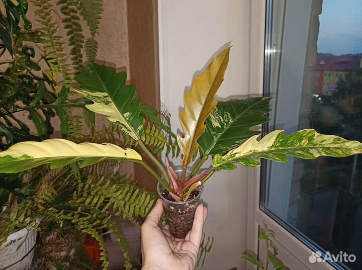 Филодендрон Карамель Марбл